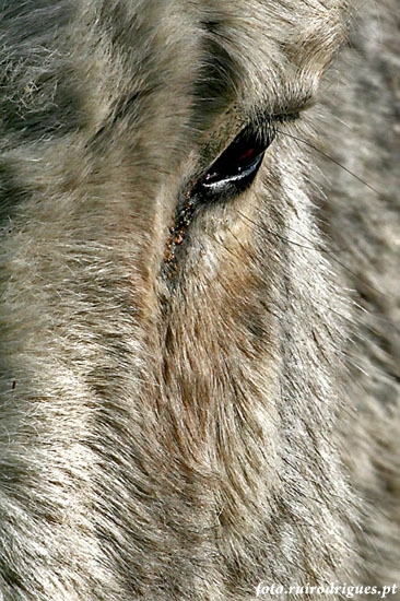 Donkey eye