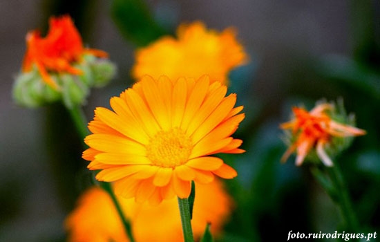 Orange daisy