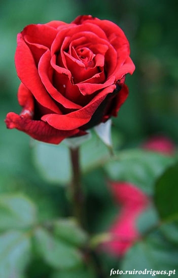 Red red rose