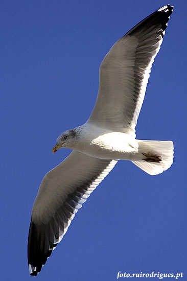 Seagull II