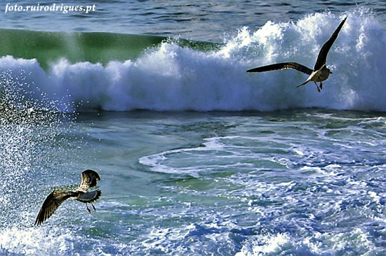 Seagull bis
