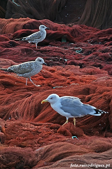 Seagull net