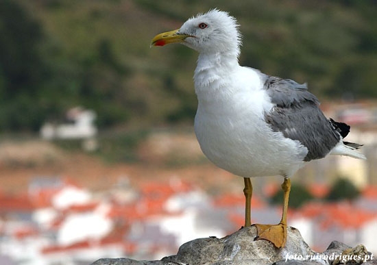 Seagull
