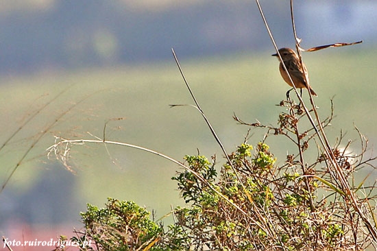 Sparrow II