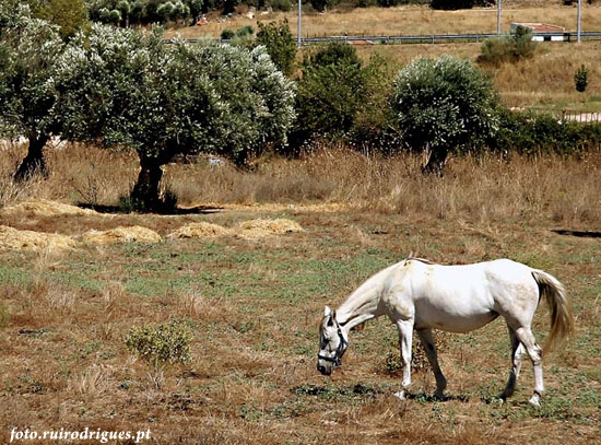 cavalo