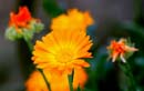 Orange daisy