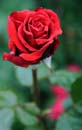 Red red rose