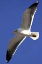 Seagull II