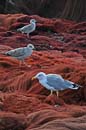 Seagull net