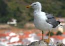 Seagull