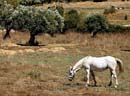 cavalo