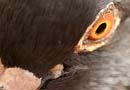 pombo